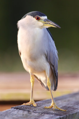 Black-crowned Night Heron