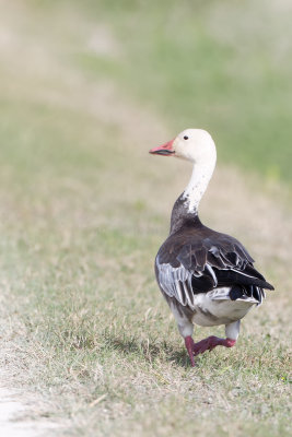 Snow Goose