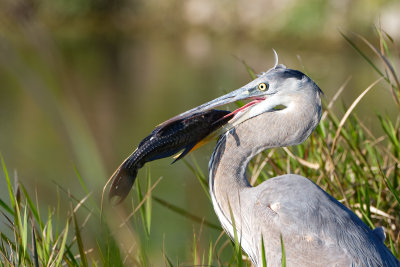 Great Blue Heron with fish