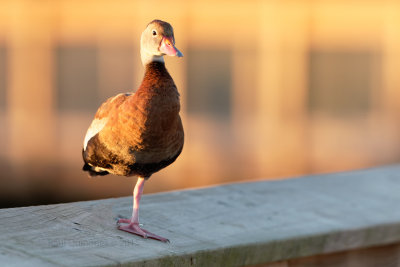 Black-bellied Whistling-Duck