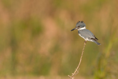 Belted Kingfisher