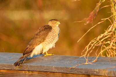 Cooper's Hawk