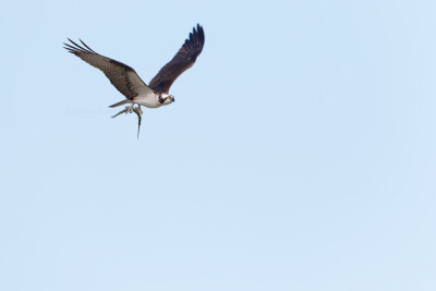 Osprey flight with fish