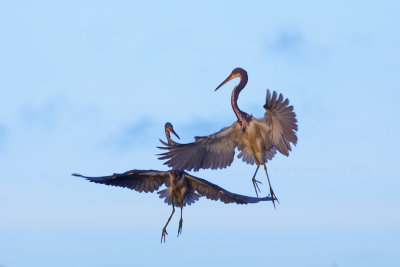 Tricolored Heron fight