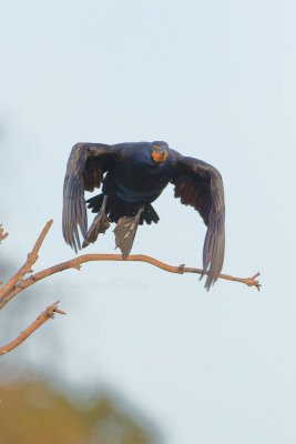 Double-crested Cormorant