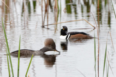 Hooded Merganser