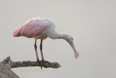 Roseate Spoonbill