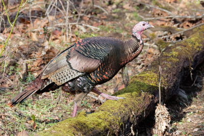 Wild Turkeys (male)