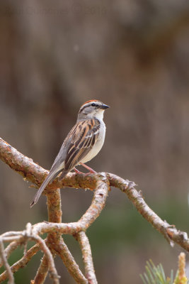 Chipping Sparrow