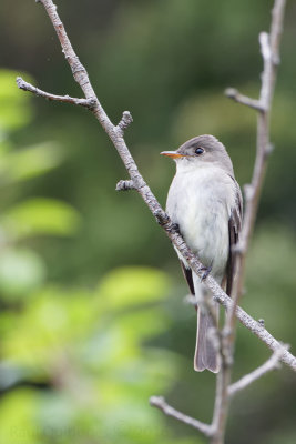 Eastern Wood-Pewee