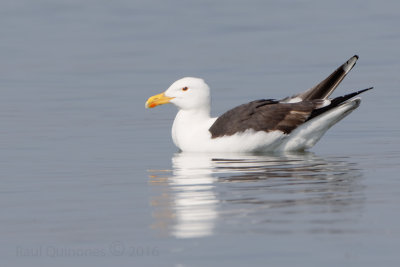 Great Black-backed Gull