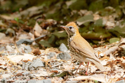 Wood Thrush