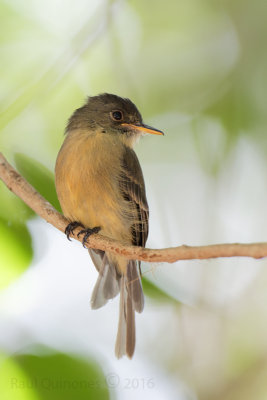 Lesser Antillean Pewee (Bobito)