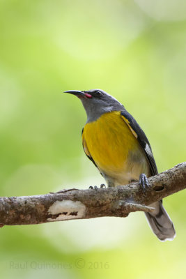 Bananaquit (Reinita Comun)