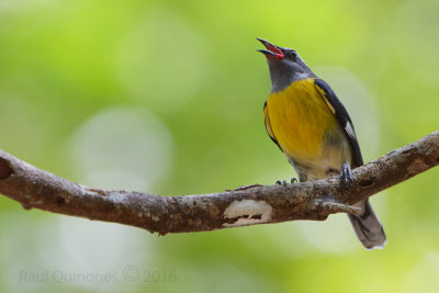 Bananaquit (Reinita Comun)