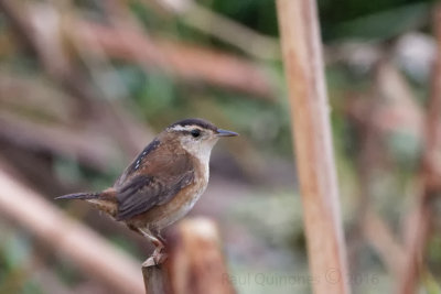 Marsh Wren