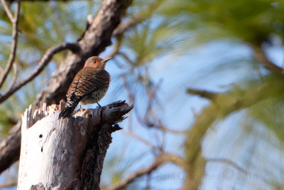 Northern Flicker