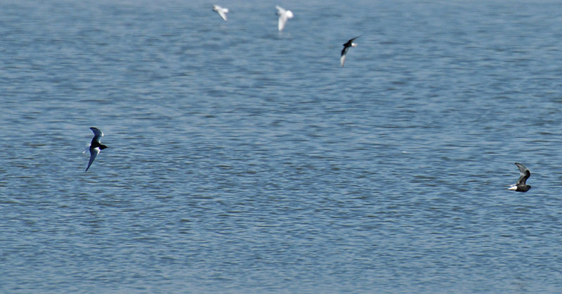 White-vinged blacktern (Chlidonias leucopterus)