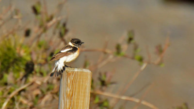 Caspian stonechat