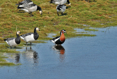 Red-breasted goose (Branta ruficollis)