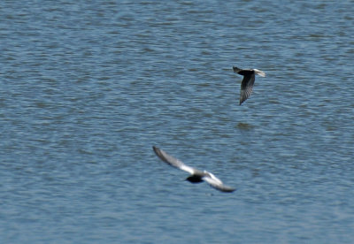 White-vinged blacktern (Chlidonias leucopterus)