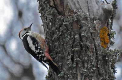 Middle-spotted Woodpecker (Dendrocopos medius)
