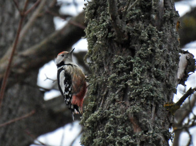 Middle-spotted Woodpecker (Dendrocopos medius)
