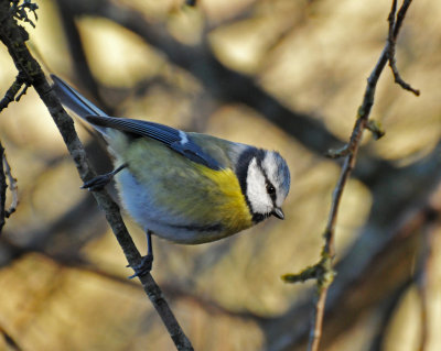 Blue Tit (Parus caeruleus)