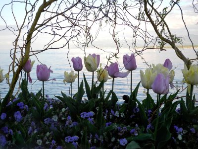 Tulips that love the lakeshore