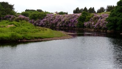 Rhododendrons on the river bank
