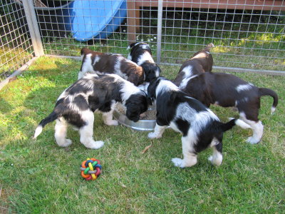 Al Fresco Lunch