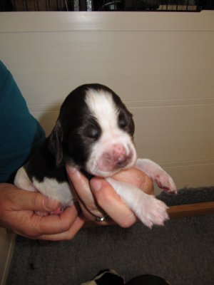 13 days old #2