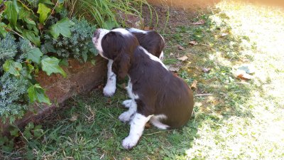 Inspecting the garden
