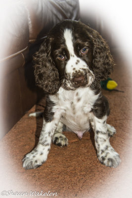 9 weeks old