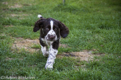 Mischievous in the garden