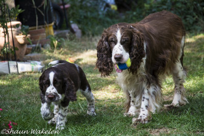 Daaaaaad, she won't let me have the ball!
