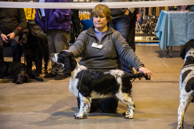 East Kent Canine Society Dog Show