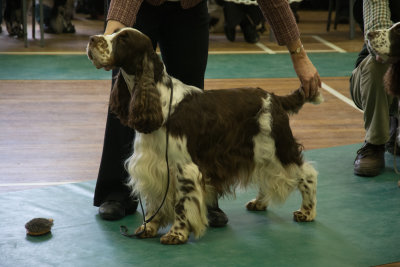 SESSS Champ Show, Chalfont St Giles, Feb 21st 2015