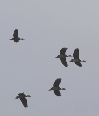 Juv Blk -bellied Whistling Ducks on their first flights