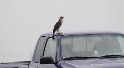 Georges Cooper Hawk on the Toyota