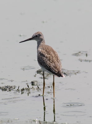 2920 - Lesser Yellow Legs.JPG