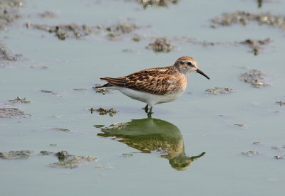 2941 - Least Sandpiper.JPG