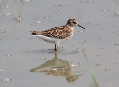 2957 - Least Sandpiper.JPG