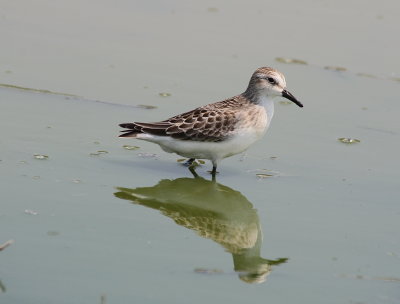 Delta Wind Birds Fall Shorebird Workshop Memphis