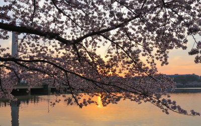 Cherry Blossom in DC