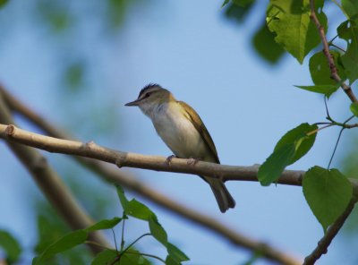 red eyed vireo