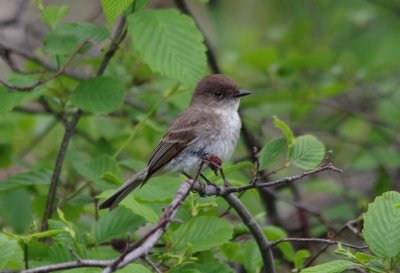 eastern phoebe