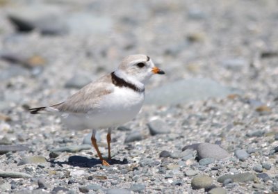 piping_plovers