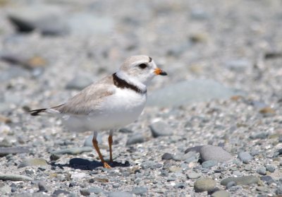 Piping Plover