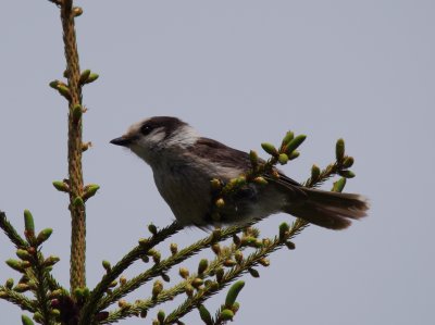 Grey Jay